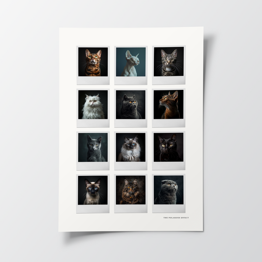 Cats Instant Photo Poster